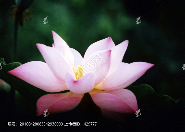 荷花特寫