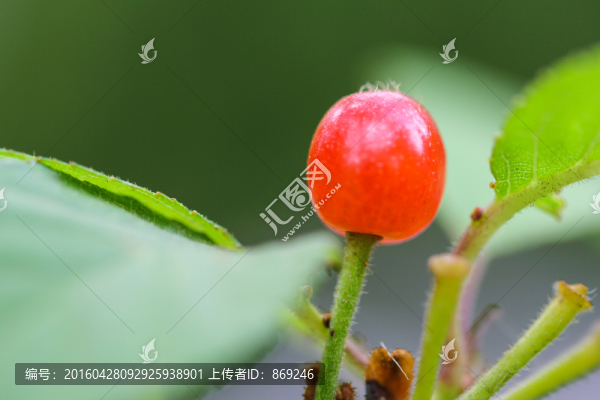 櫻桃