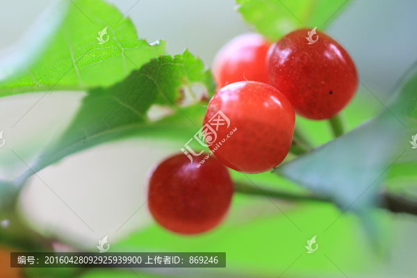 櫻桃