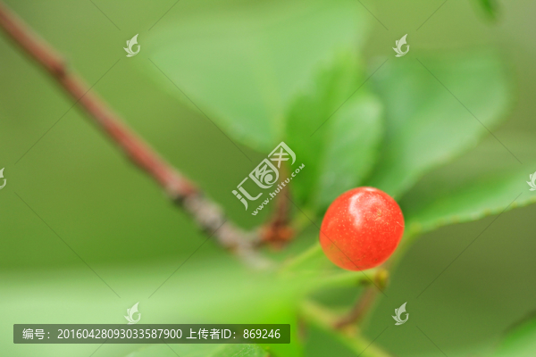 櫻桃