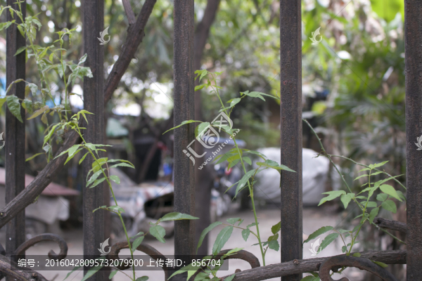 花園