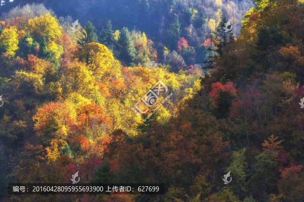 黑水彩林風(fēng)光