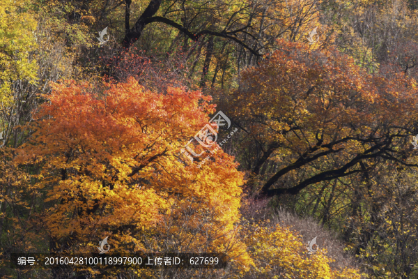 黑水彩林風(fēng)光