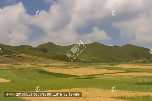 青稞田