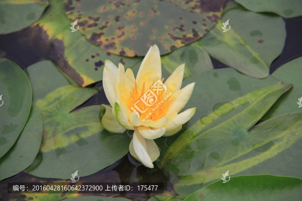 睡蓮花朵