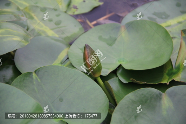 蓮葉