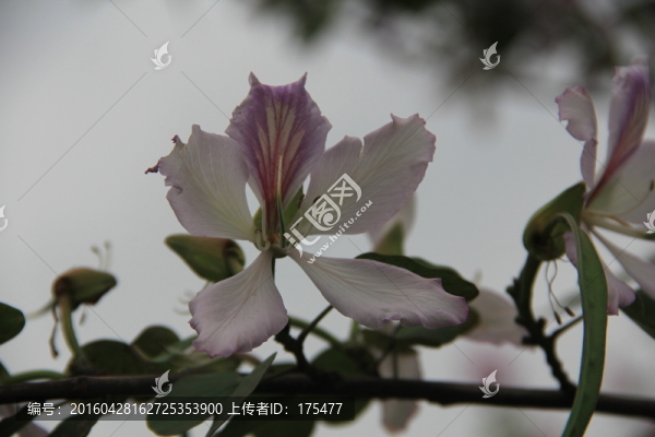羊角紫荊
