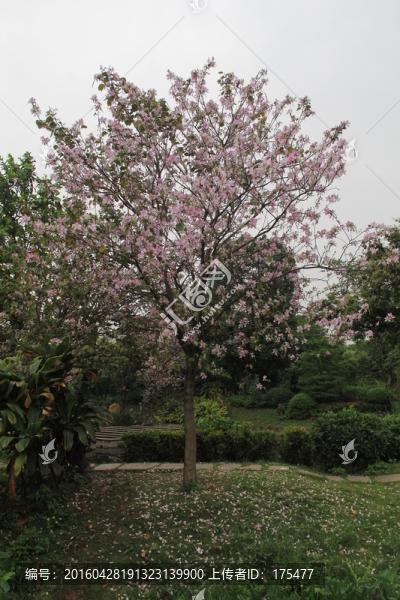 紫荊花