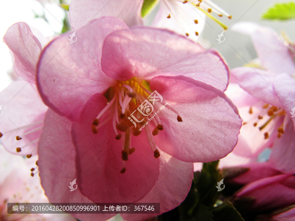 花蕊