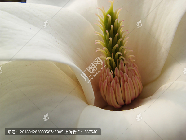 花蕊