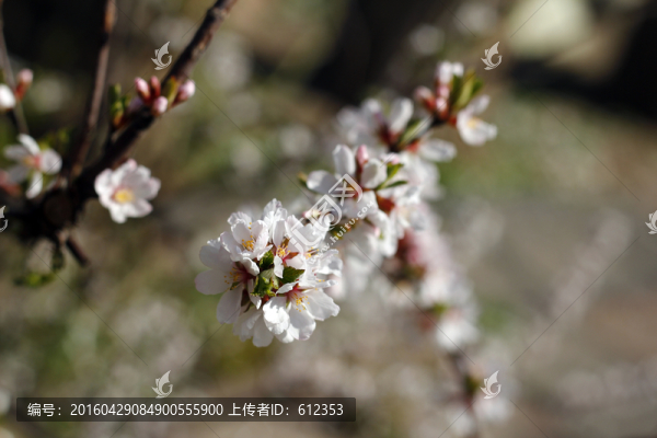 花09