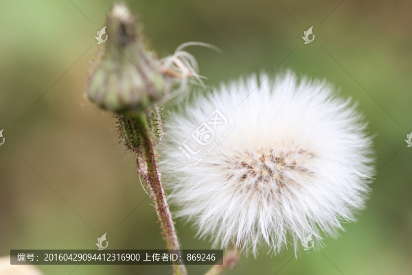 刺兒菜花