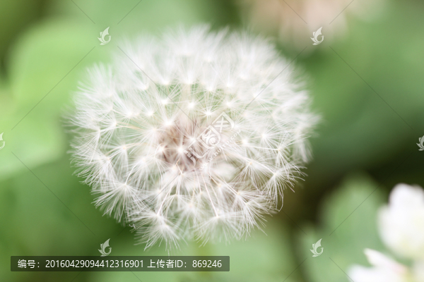 蒲公英