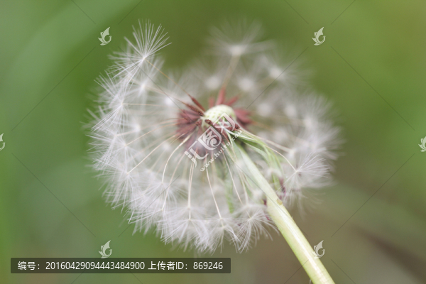 蒲公英