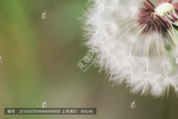 蒲公英