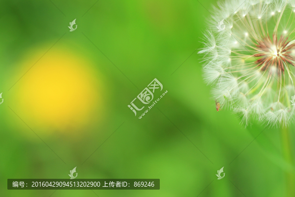 蒲公英
