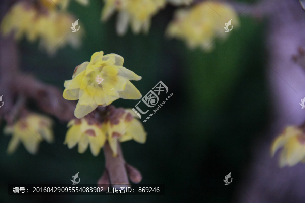 梅花