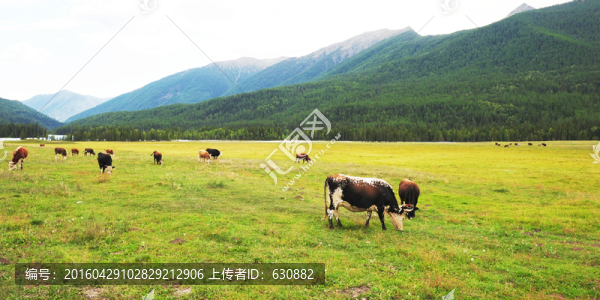 天山牧場