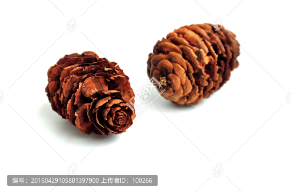 松果