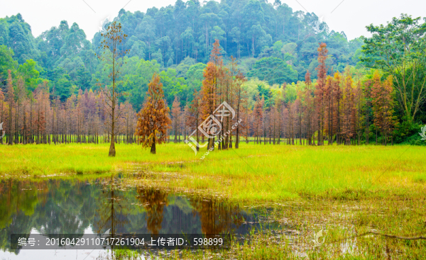 陽光草地水杉林