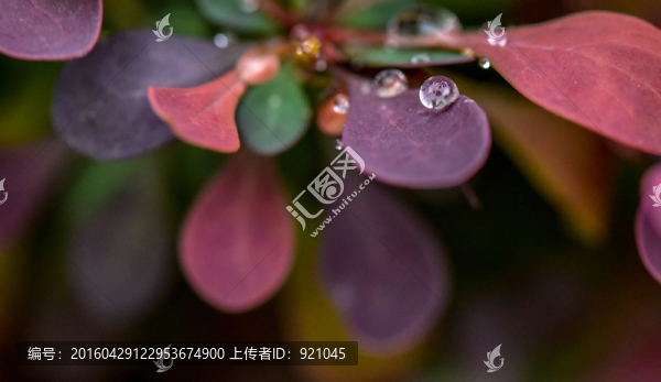 雨水珠