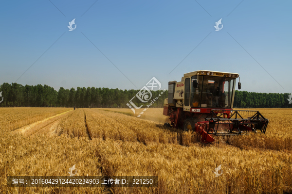 麥田麥?zhǔn)? title=