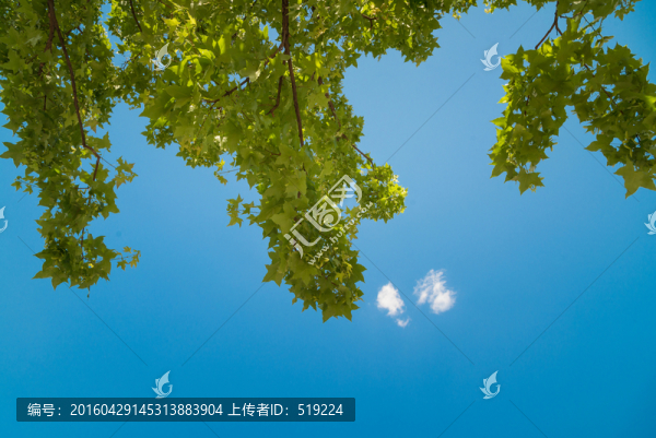 藍天,樹葉