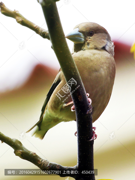 鳥雀