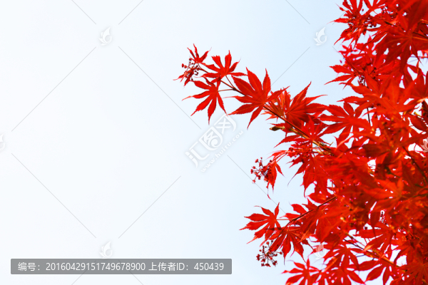 紅葉
