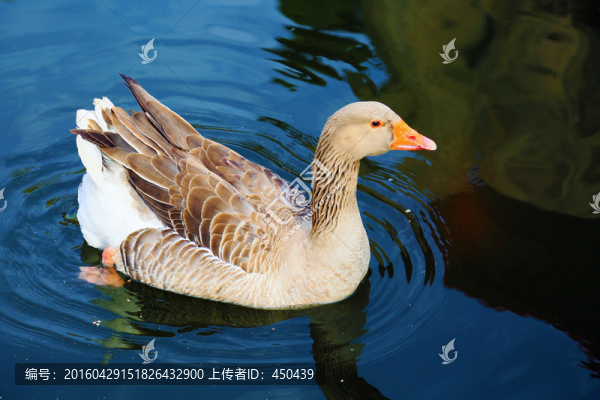 鴨子