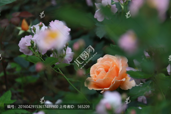 月季花