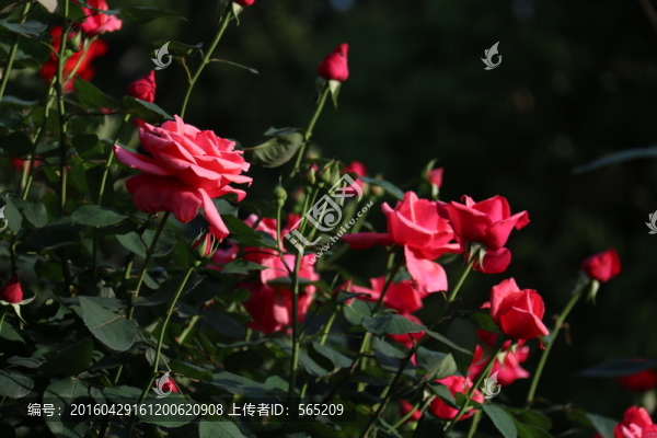 月季花