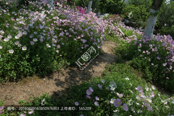 沙湖公園風(fēng)景