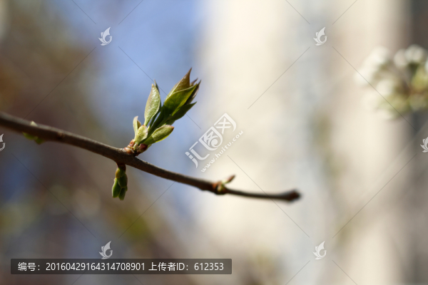 花16