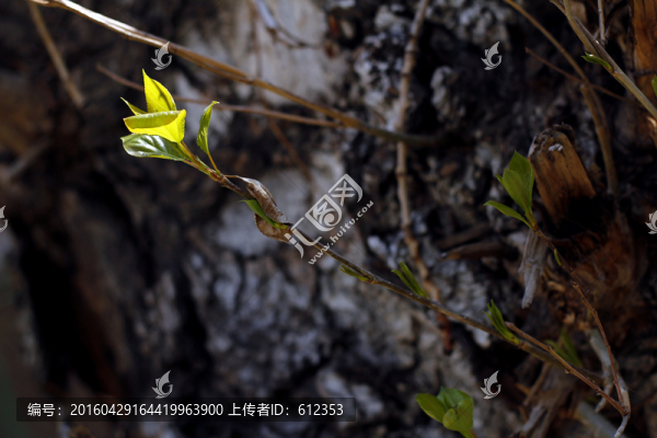 花26