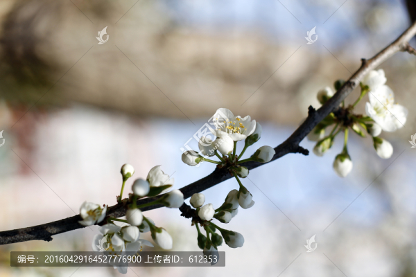 花32