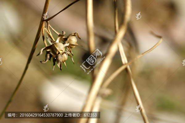 花30