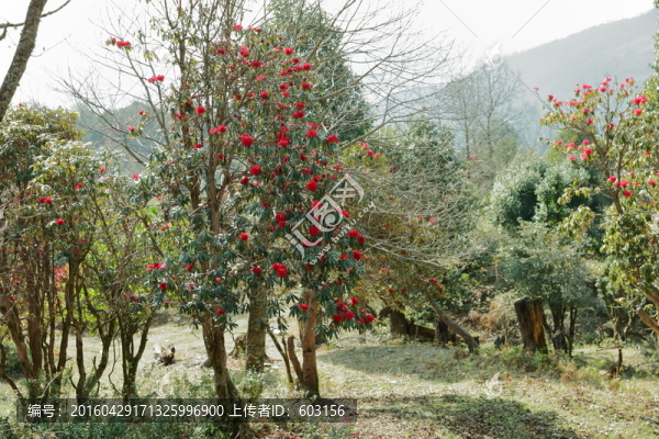杜鵑花