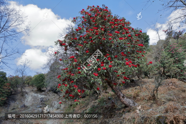 杜鵑花