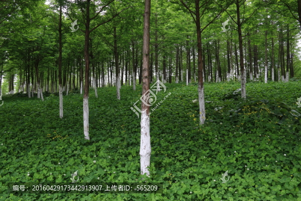 沙湖公園風(fēng)景