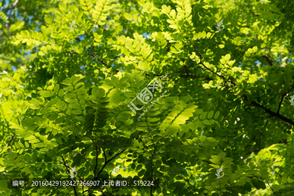 槐樹(shù)葉