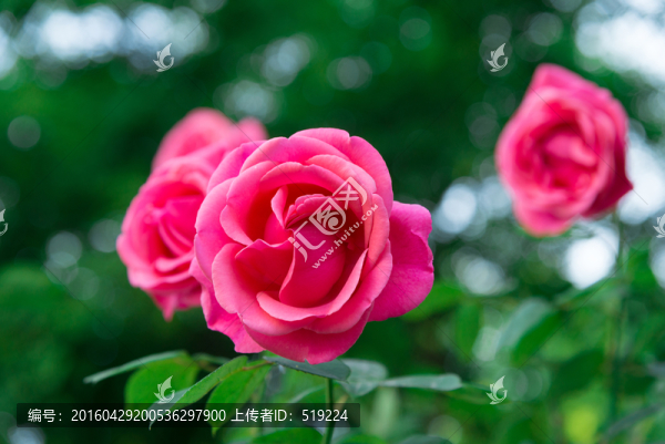 高清玫瑰花