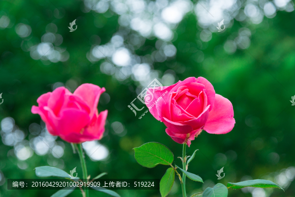 高清玫瑰花