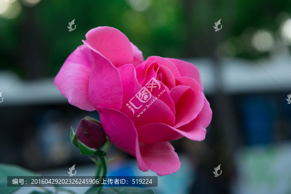 高清玫瑰花
