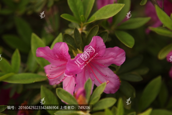 喇叭花,牽牛花