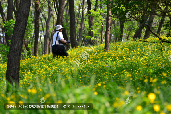 黃花坡
