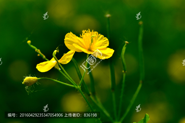 黃花