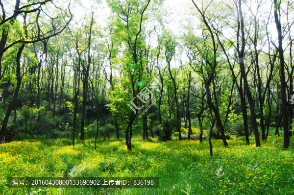 草地,槐樹林