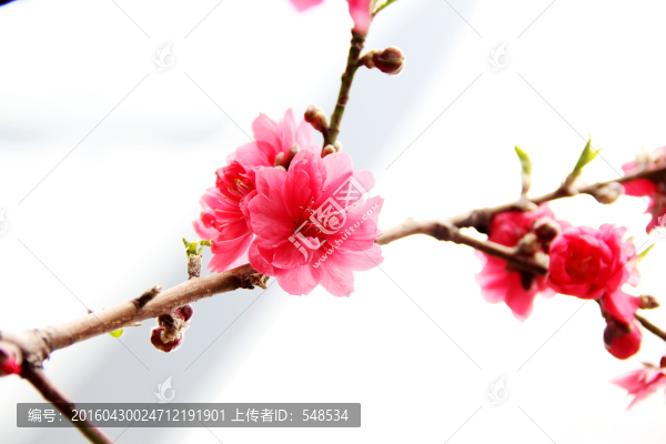 桃紅