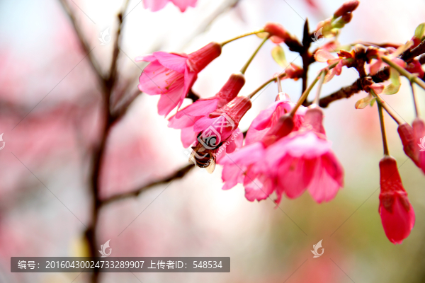 桃花